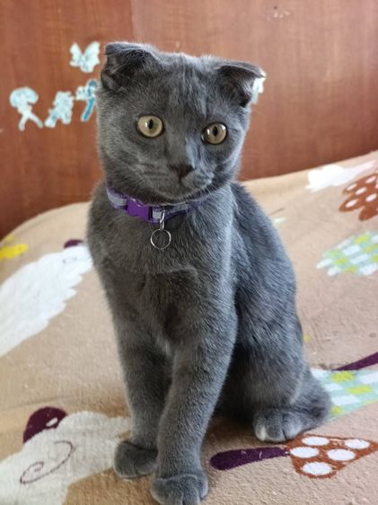 สก็อตติช โฟลด์ (Scottish Fold) เด็ชชาย สก็อตติช หูพับ สีบลู ขี้อ้อน ติดคนมาก