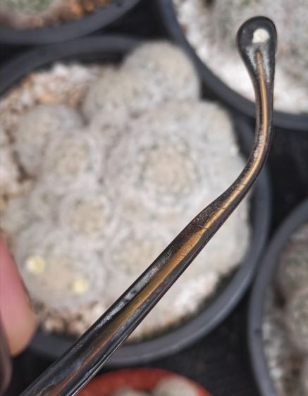 แว่นวินเทจ​ Marwitz​ Optima ทองหุ้ม​ West​ Germany​ สุดยอดตัววินเทจ​ ราคาแบ่งปันครับ รูปที่ 15