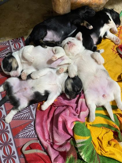 เล็ก ชิวาวา (Chihuahua) น้องหมาชิวาวา