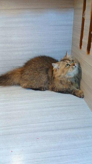 แมวสก้อตติช ขนยาว เพศผู้ วัคซีนแล้วก่อนย้ายตรวจหัดแมวฟรีรับประกันเอดส์แมวกับรูคีเมียคะ รูปที่ 6