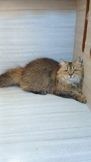 แมวสก้อตติช ขนยาว เพศผู้ วัคซีนแล้วก่อนย้ายตรวจหัดแมวฟรีรับประกันเอดส์แมวกับรูคีเมียคะ รูปที่ 4