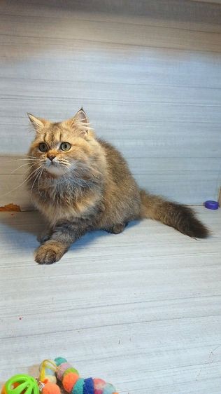 แมวสก้อตติช ขนยาว เพศผู้ วัคซีนแล้วก่อนย้ายตรวจหัดแมวฟรีรับประกันเอดส์แมวกับรูคีเมียคะ รูปที่ 2