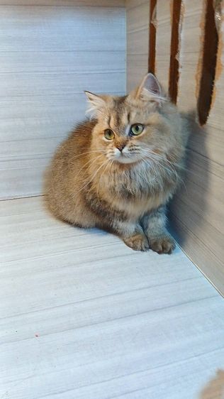 แมวสก้อตติช ขนยาว เพศผู้ วัคซีนแล้วก่อนย้ายตรวจหัดแมวฟรีรับประกันเอดส์แมวกับรูคีเมียคะ รูปที่ 8