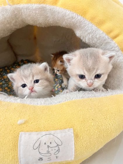 บริติชชอร์ตแฮร์ รูปที่ 14