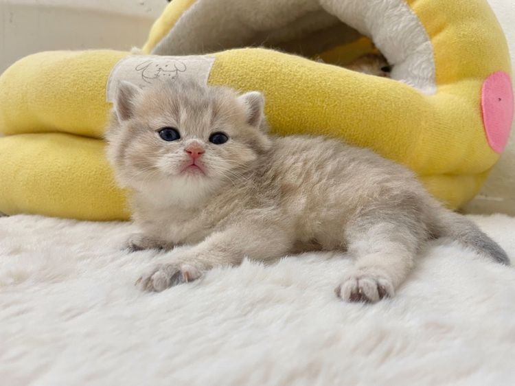 บริติชชอร์ตแฮร์ รูปที่ 11