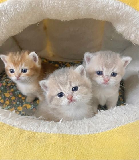 บริติช ชอร์ตแฮร์ (British Shorthair) บริติชชอร์ตแฮร์