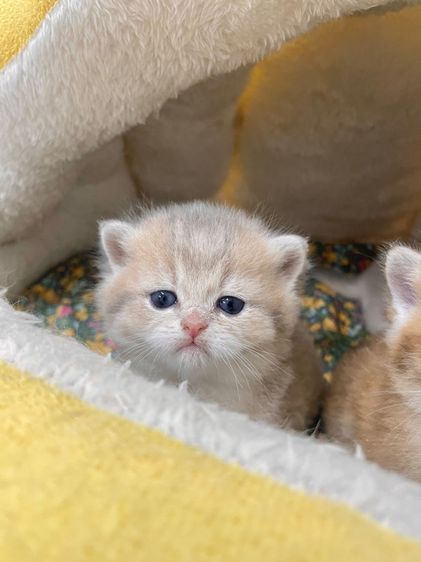 บริติชชอร์ตแฮร์ รูปที่ 17