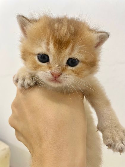 บริติชชอร์ตแฮร์ รูปที่ 13