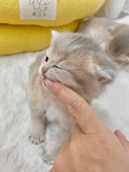 บริติชชอร์ตแฮร์ รูปที่ 10