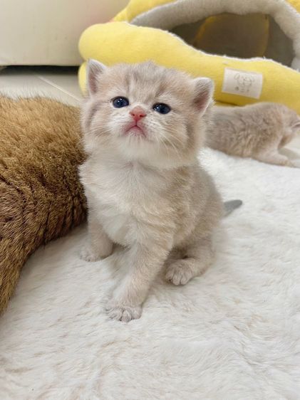 บริติชชอร์ตแฮร์ รูปที่ 6