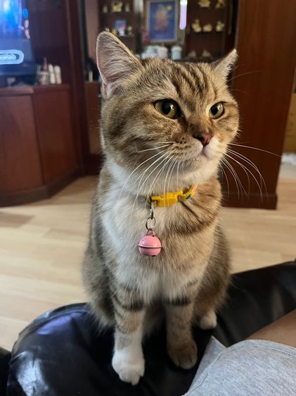 ลูกแมวสก็อตติช รูปที่ 2