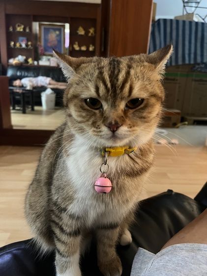 สก็อตติช โฟลด์ (Scottish Fold) ลูกแมวสก็อตติช
