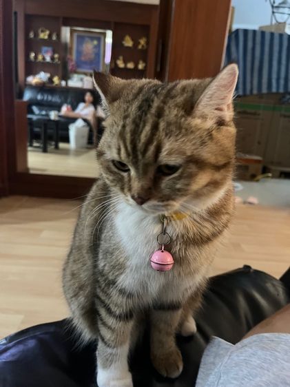 ลูกแมวสก็อตติช รูปที่ 3