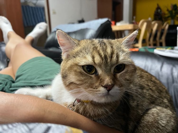 ลูกแมวสก็อตติช รูปที่ 9