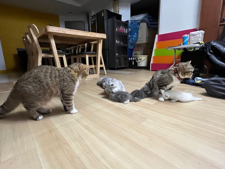 ลูกแมวสก็อตติช รูปที่ 11