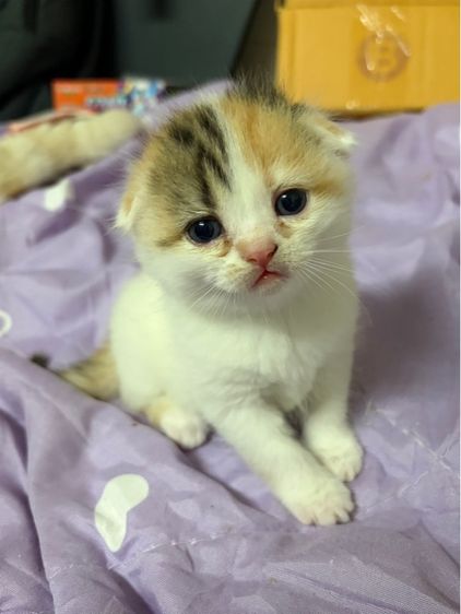 สก๊อสติสเปอร์เซียร์ รูปที่ 7