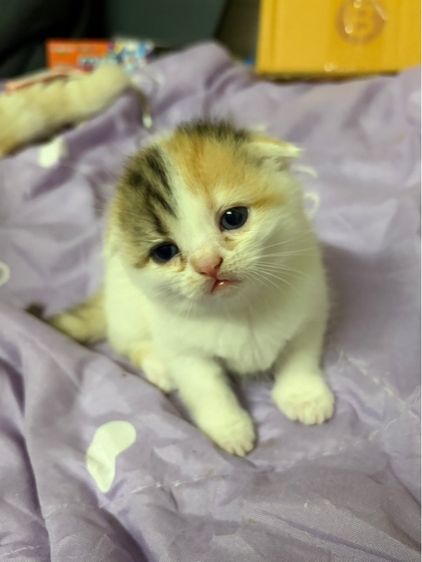 สก๊อสติสเปอร์เซียร์ รูปที่ 9