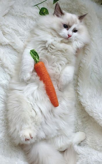 ลูกแมวแร็กดอลล์พันธุ์แท้ อายุ 6 เดือน (เพศผู้) ตาสีฟ้าสวยงามมาก รูปที่ 3