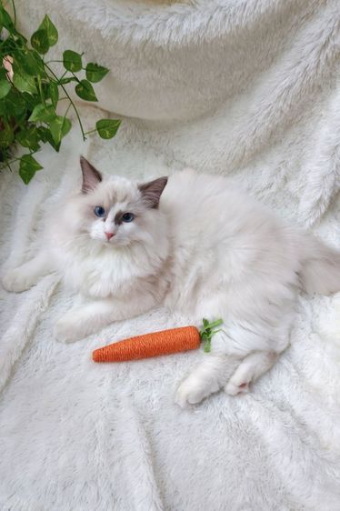 แร็กดอลล์ (Ragdoll) ลูกแมวแร็กดอลล์พันธุ์แท้ อายุ 6 เดือน (เพศผู้) ตาสีฟ้าสวยงามมาก