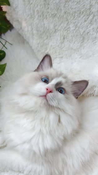 ลูกแมวแร็กดอลล์พันธุ์แท้ อายุ 6 เดือน (เพศผู้) ตาสีฟ้าสวยงามมาก รูปที่ 4