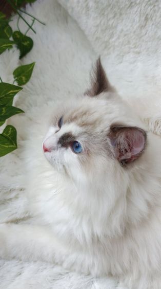 ลูกแมวแร็กดอลล์พันธุ์แท้ อายุ 6 เดือน (เพศผู้) ตาสีฟ้าสวยงามมาก รูปที่ 5