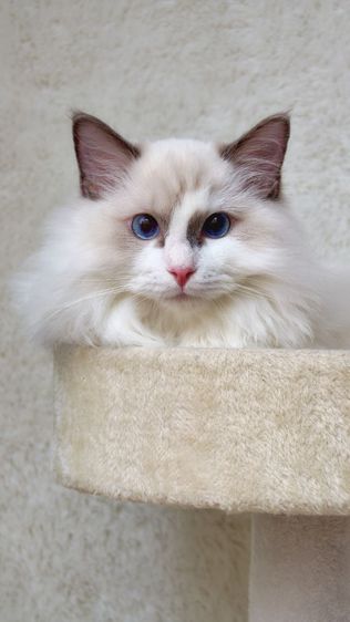 ลูกแมวแร็กดอลล์พันธุ์แท้ อายุ 6 เดือน (เพศผู้) ตาสีฟ้าสวยงามมาก รูปที่ 10