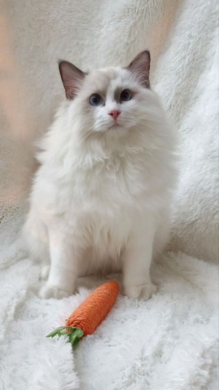 ลูกแมวแร็กดอลล์พันธุ์แท้ อายุ 6 เดือน (เพศผู้) ตาสีฟ้าสวยงามมาก รูปที่ 13