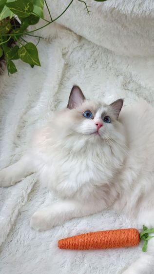 ลูกแมวแร็กดอลล์พันธุ์แท้ อายุ 6 เดือน (เพศผู้) ตาสีฟ้าสวยงามมาก รูปที่ 7