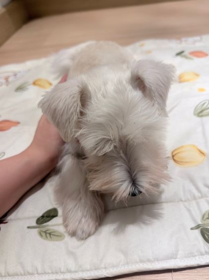 ขาย miniature schnauzer  ลูกสุนัข มินิเอเจอร์ ชเนาเซอร์ รูปที่ 10