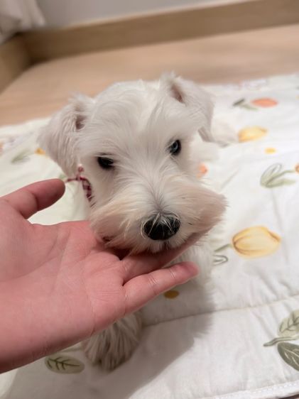 ขาย miniature schnauzer  ลูกสุนัข มินิเอเจอร์ ชเนาเซอร์ รูปที่ 5
