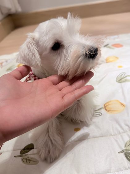 ขาย miniature schnauzer  ลูกสุนัข มินิเอเจอร์ ชเนาเซอร์ รูปที่ 6