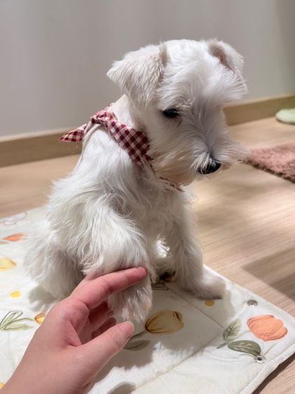 ขาย miniature schnauzer  ลูกสุนัข มินิเอเจอร์ ชเนาเซอร์ รูปที่ 12