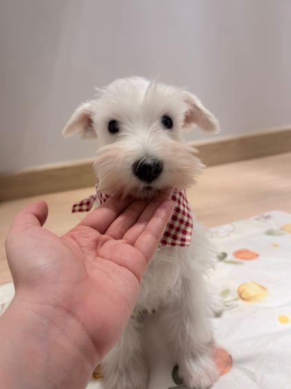 ชเนาเซอร์ (Schnauzer) เล็ก ขาย miniature schnauzer  ลูกสุนัข มินิเอเจอร์ ชเนาเซอร์