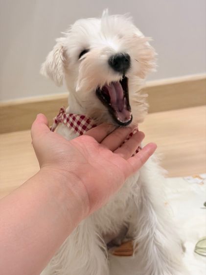 ขาย miniature schnauzer  ลูกสุนัข มินิเอเจอร์ ชเนาเซอร์ รูปที่ 7