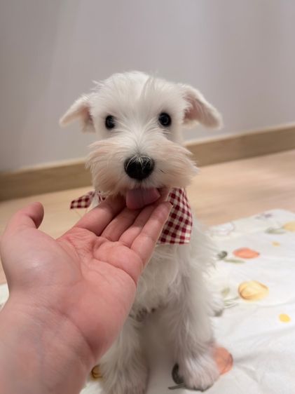 ขาย miniature schnauzer  ลูกสุนัข มินิเอเจอร์ ชเนาเซอร์ รูปที่ 2