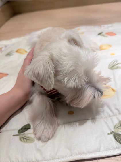 ขาย miniature schnauzer  ลูกสุนัข มินิเอเจอร์ ชเนาเซอร์ รูปที่ 11