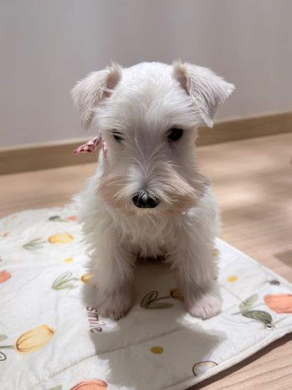 ขาย miniature schnauzer  ลูกสุนัข มินิเอเจอร์ ชเนาเซอร์ รูปที่ 9