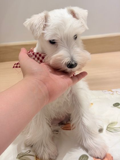 ขาย miniature schnauzer  ลูกสุนัข มินิเอเจอร์ ชเนาเซอร์ รูปที่ 3