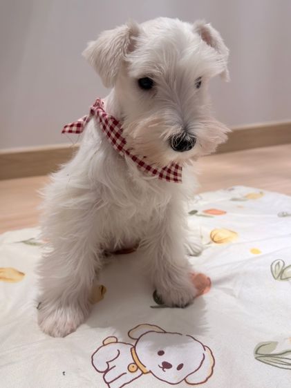 ขาย miniature schnauzer  ลูกสุนัข มินิเอเจอร์ ชเนาเซอร์ รูปที่ 4