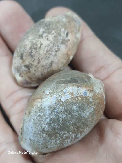 เบี้ยเก่า รูปที่ 2