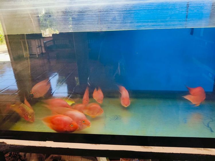 ตู้ปลา รูปที่ 3