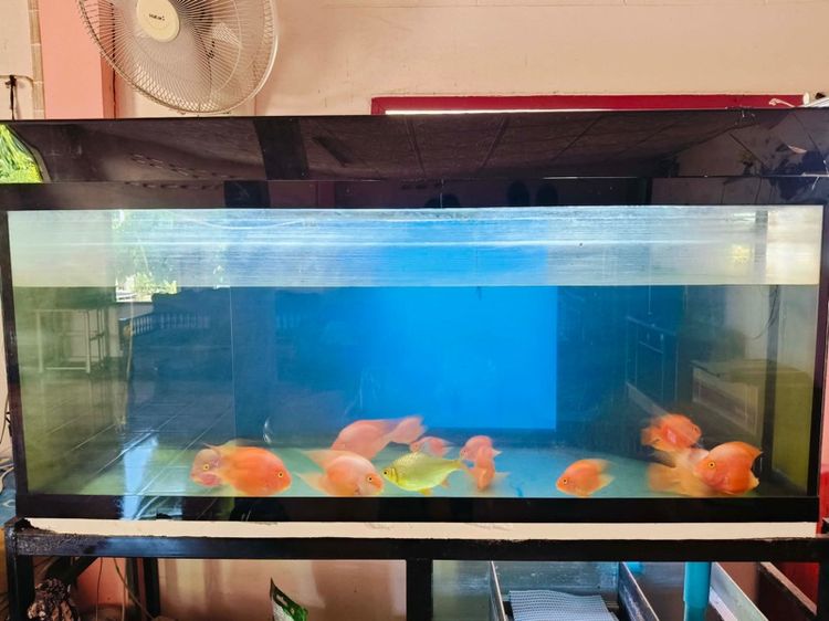 ตู้ปลา รูปที่ 4