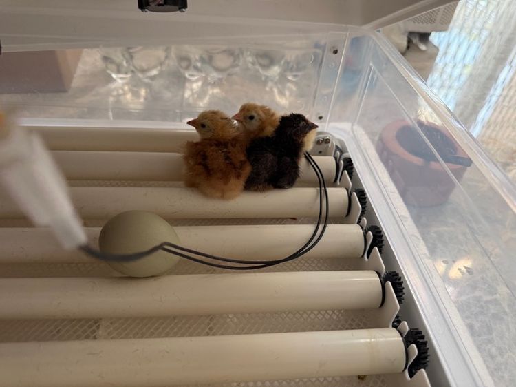 ลูกไก่  เกิดจากไข่สีเขียวหลายเฉด รูปที่ 4