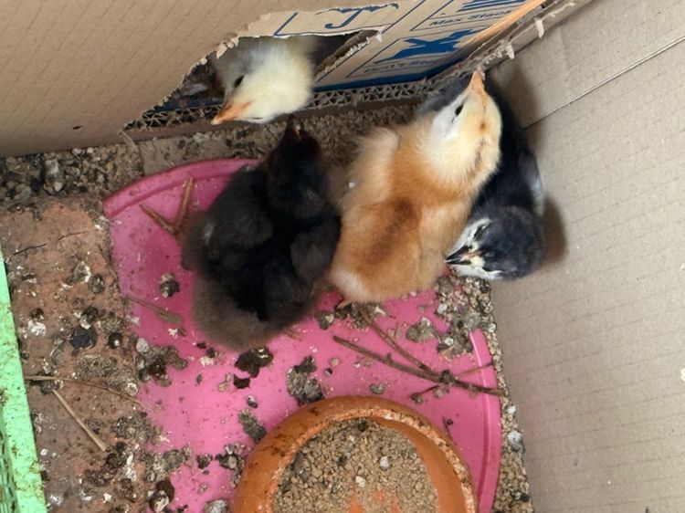 ลูกไก่  เกิดจากไข่สีเขียวหลายเฉด รูปที่ 3