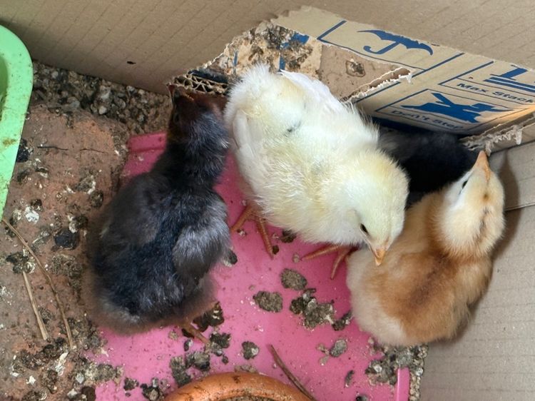 ลูกไก่  เกิดจากไข่สีเขียวหลายเฉด รูปที่ 5