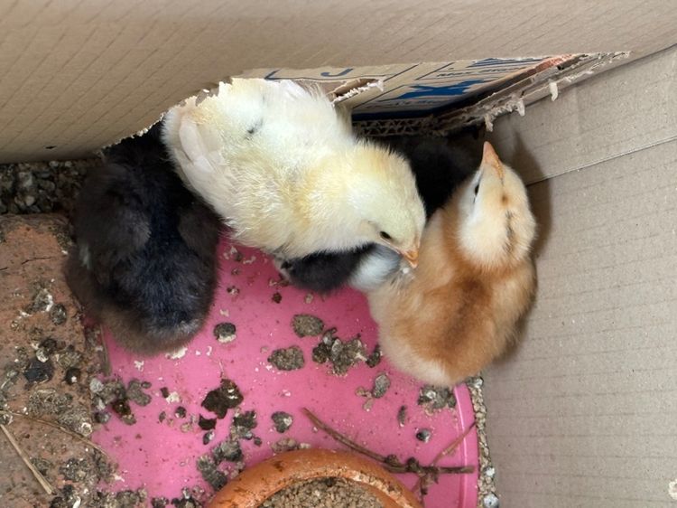 ลูกไก่  เกิดจากไข่สีเขียวหลายเฉด รูปที่ 2