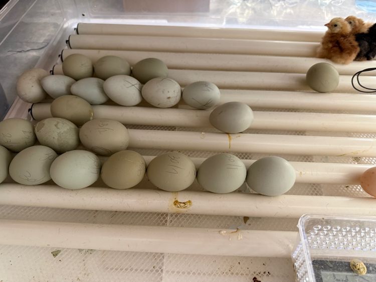 ลูกไก่  เกิดจากไข่สีเขียวหลายเฉด