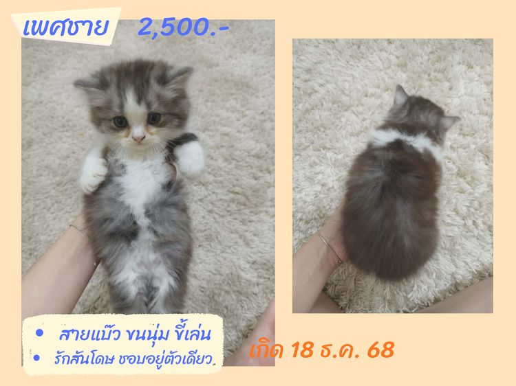 ลูกแมวสก็อตติชโฟลด์แท้ เรทแบ่งเลี้ยงด่วน รูปที่ 3