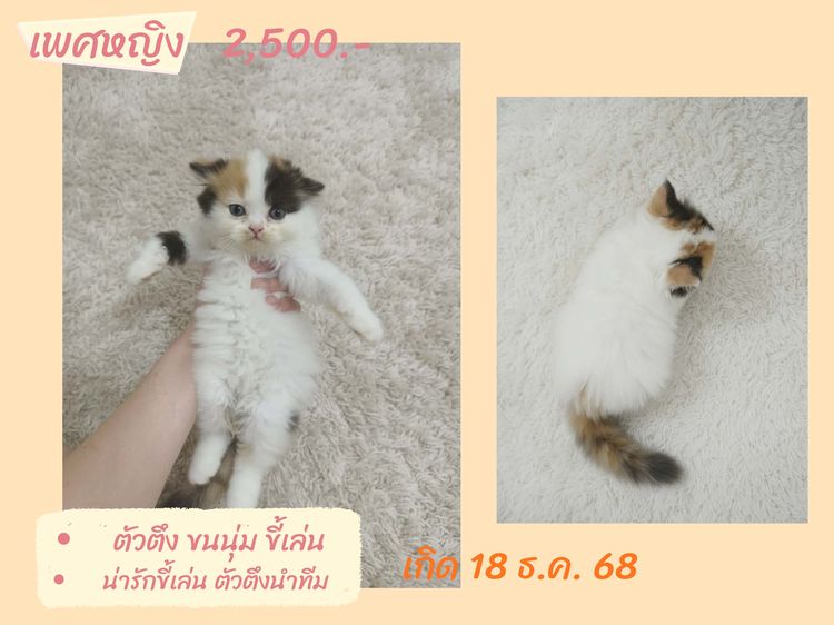 ลูกแมวสก็อตติชโฟลด์แท้ เรทแบ่งเลี้ยงด่วน