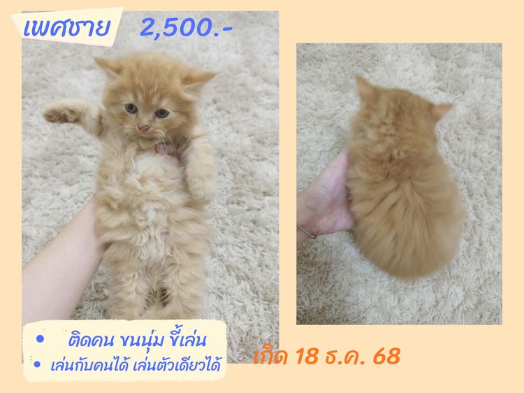 ลูกแมวสก็อตติชโฟลด์แท้ เรทแบ่งเลี้ยงด่วน รูปที่ 2